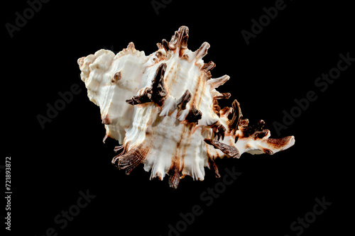 Murex Indivia Longspine Shell on a black background photo