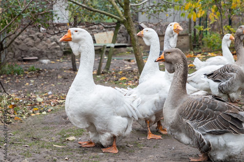 Geese in a country yard. Concept of raising healthy geese for the backyard farm. Small local business. Geese in a country yard. Concept of raising healthy geese for the backyard farm. Small local business.