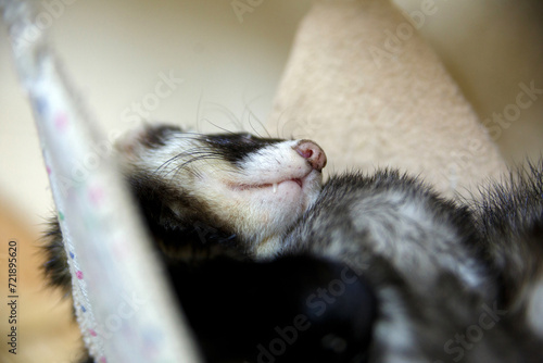 close up of a sleeping ferret in a zoopark