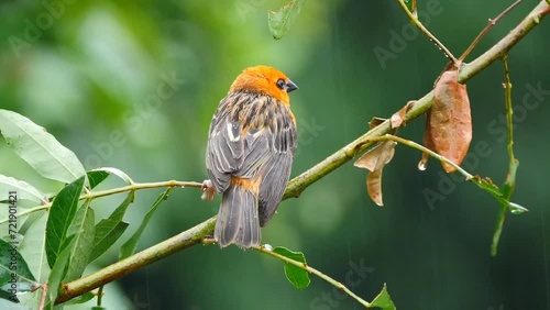Mauritius Foudia bird perching on branch during rainy weather