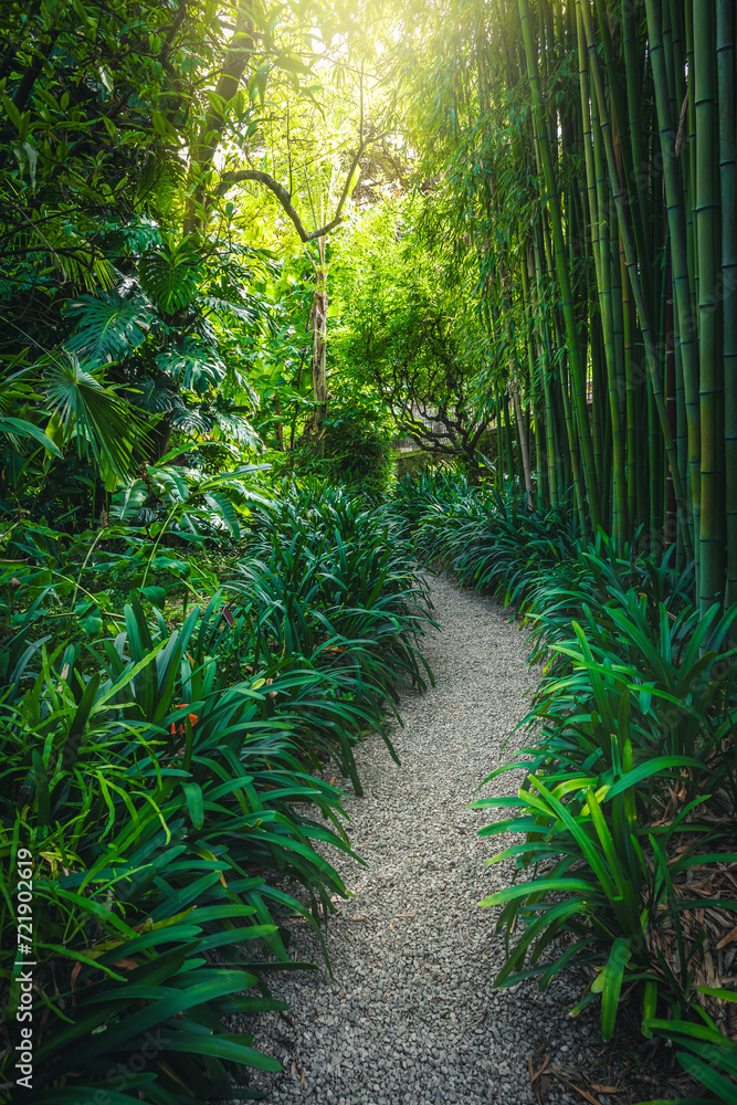Gravel pathway with bamboos in the botanical garden, Menton, France Gravel pathway with bamboos in the botanical garden, Menton, France