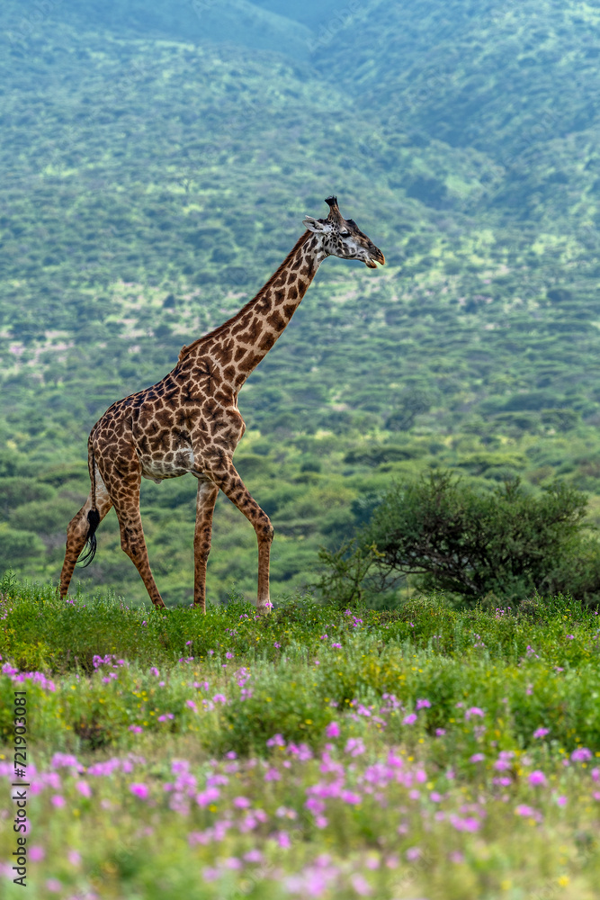 Obraz premium A young Masai giraffe walks through the flowering savannah against the backdrop of rolling hills of Ngorongoro Conservation Area 