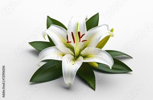 lily flower Isolated on white background. Beautiful White Lily flower close up. Background with flowering bouquet. Inspirational natural floral spring blooming garden or park. Ecology nature concept © Александр Ткачук