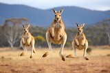 Kangaroos hopping and playing in an open field.