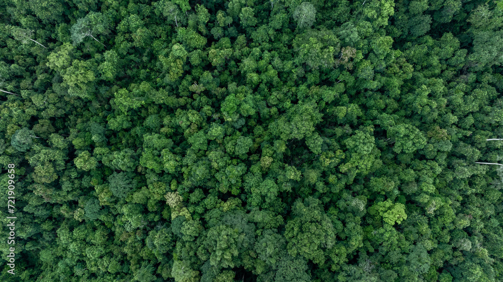 Aerial top view tropical rainforest green forest tree with globe planet, Tropical jungle forest green globe planet in your hand, Save Earth, Forest texture and background, Environment Concept.