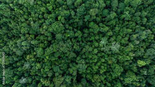 Aerial top view tropical rainforest green forest tree with globe planet, Tropical jungle forest green globe planet in your hand, Save Earth, Forest texture and background, Environment Concept. © Kalyakan