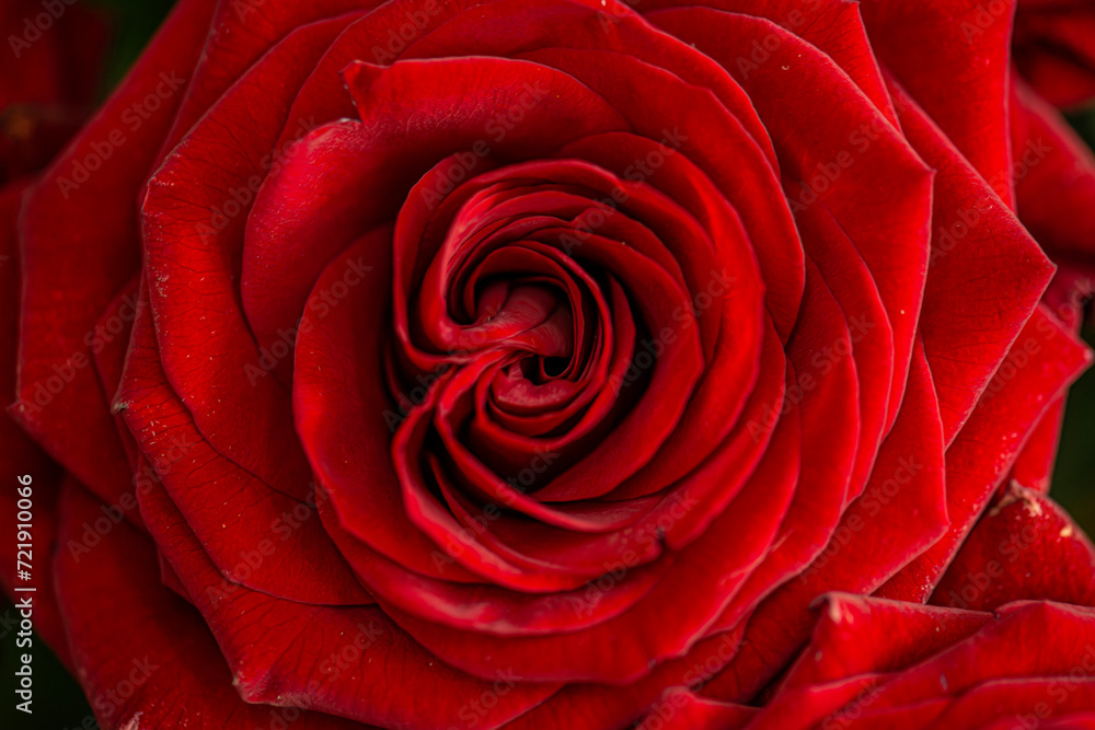 close up macro of red rose close up macro of red rose