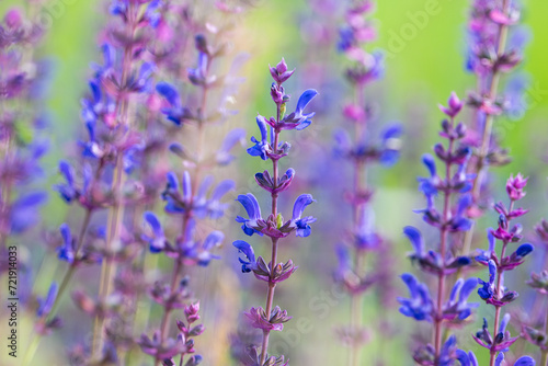 sage blooming