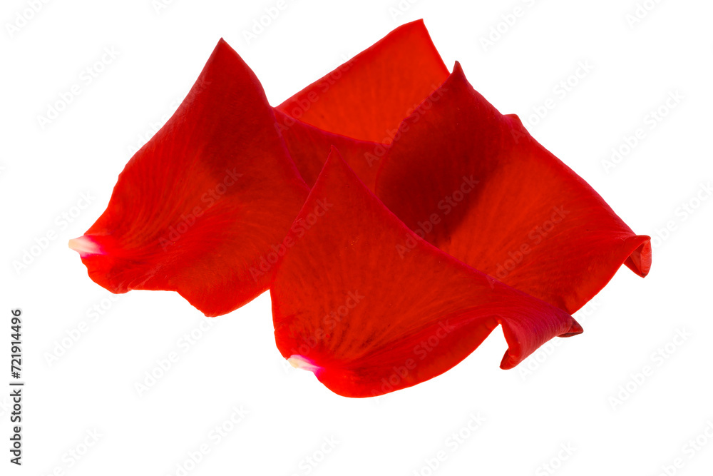 red rose isolated red rose isolated