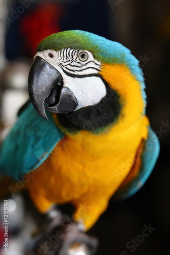 Vibrant Close-Up of a Macaw Parrot
