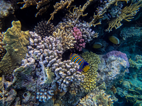 Interesting inhabitants of the coral reef in the Red Sea