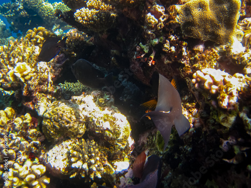 Interesting inhabitants of the coral reef in the Red Sea