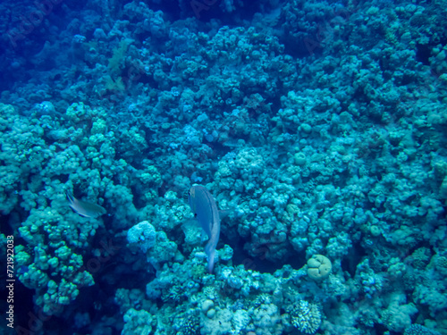 Interesting inhabitants of the coral reef in the Red Sea © glebantiy