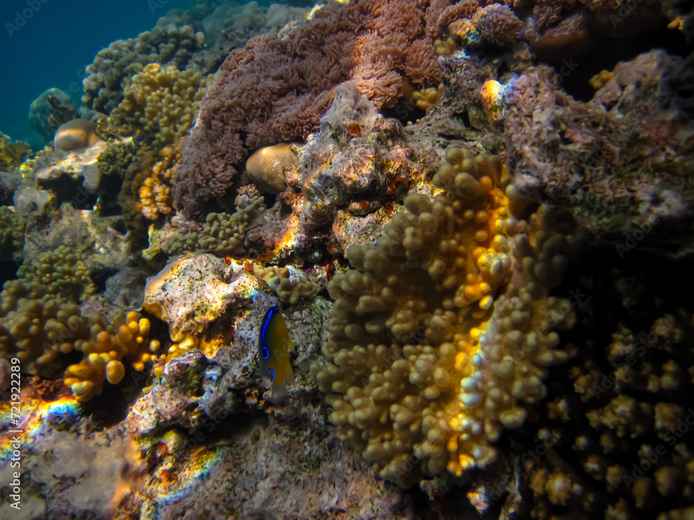 Interesting inhabitants of the coral reef in the Red Sea Interesting inhabitants of the coral reef in the Red Sea