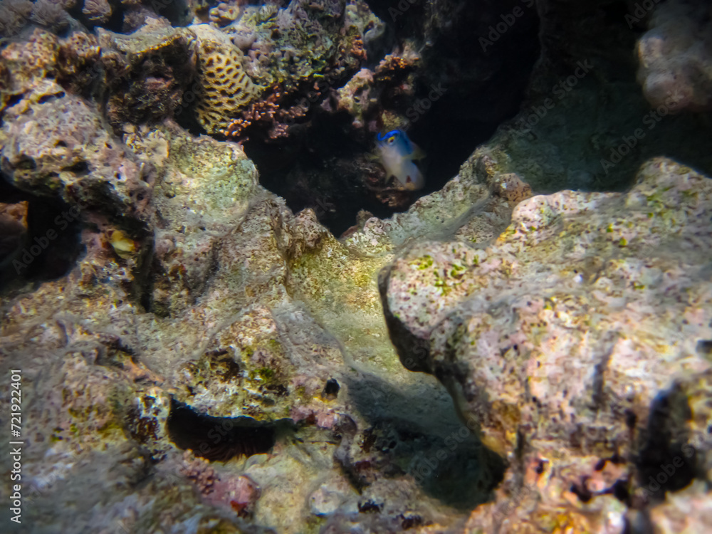 Interesting inhabitants of the coral reef in the Red Sea Interesting inhabitants of the coral reef in the Red Sea