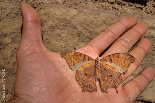 Seasonal dead (Melanitis leda) butterfly on hand in daytime photo