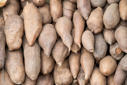 Group of fresh organic yacon plant pile after harvesting from the farm ready for sale at the market