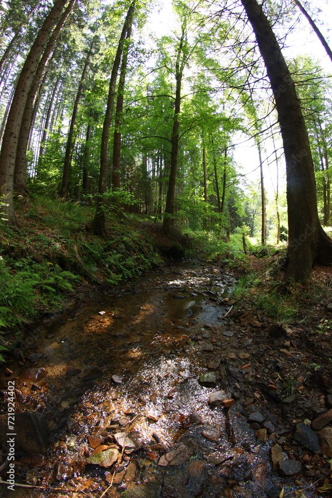 Fototapeta premium Czech republic mountain summer forest
