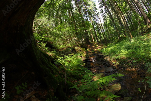 Fototapeta Naklejka Na Ścianę i Meble -  Czech republic mountain summer forest