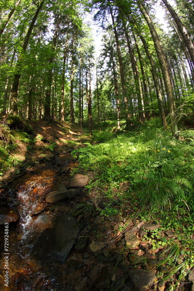 Obraz premium Czech republic mountain summer forest
