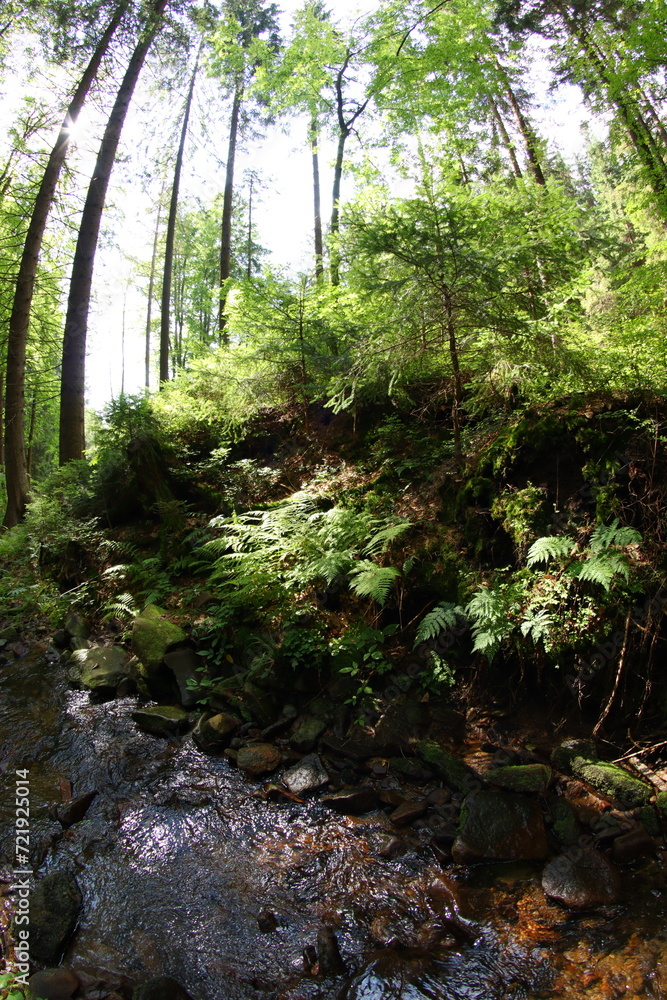 Obraz premium Czech republic mountain summer forest