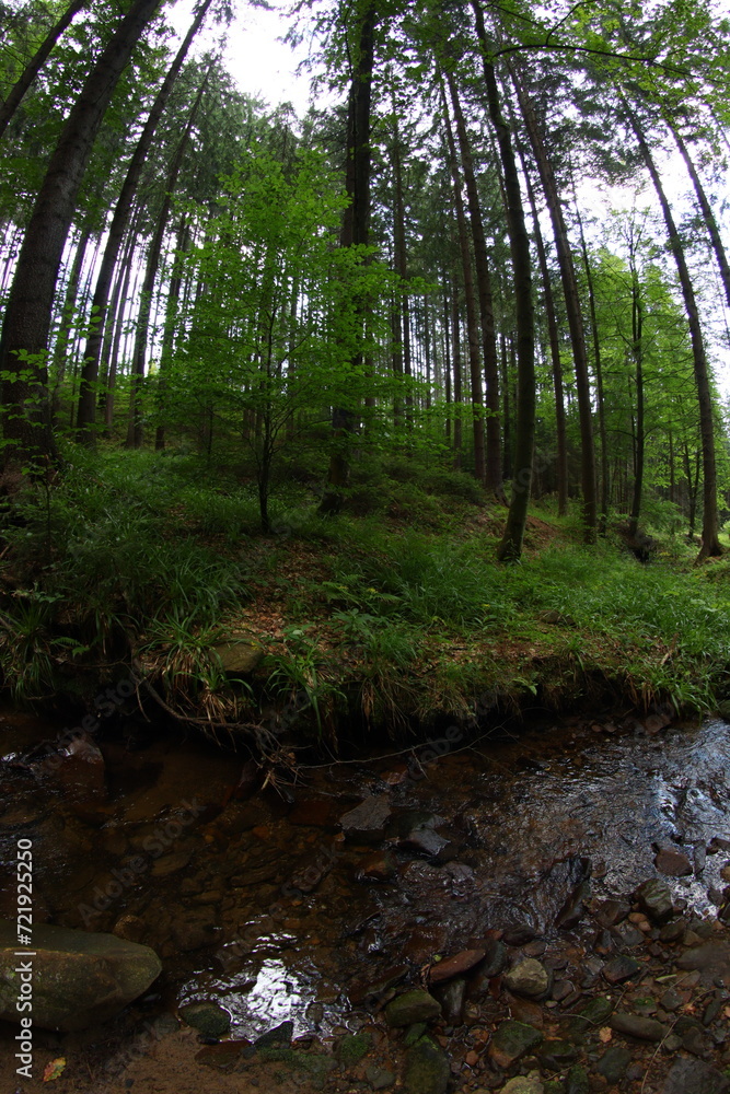 Obraz premium Czech republic mountain summer forest