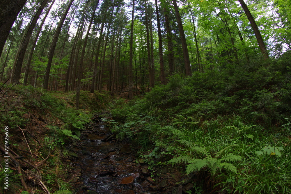 Fototapeta premium Mountains spruce forest in Czech republic