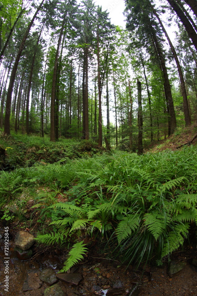 Fototapeta premium Mountains spruce forest in Czech republic