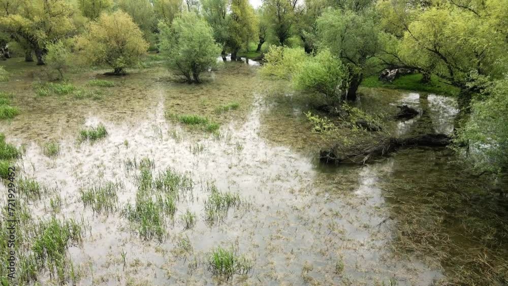 Grass and trees poking out of large puddle in flooded pasture Grass and trees poking out of large puddle in flooded pasture