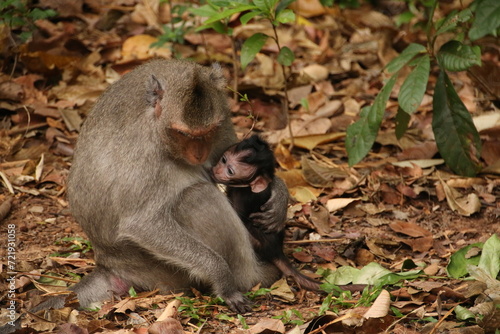 Baby macaque and its mother  Cambodia 