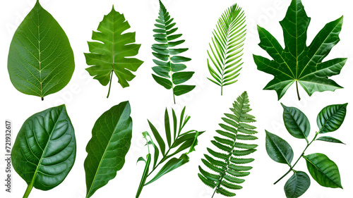 Natural of Beautiful Tropical green leaves of leaf isolated on transparent background.