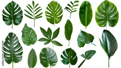 Natural of Beautiful Tropical green leaves of leaf isolated on transparent background. photo