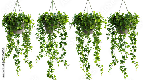Set of hanging ivy plants on pot, isolated on transparent background