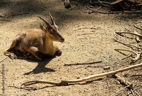 A Mountain goat is taking a rest