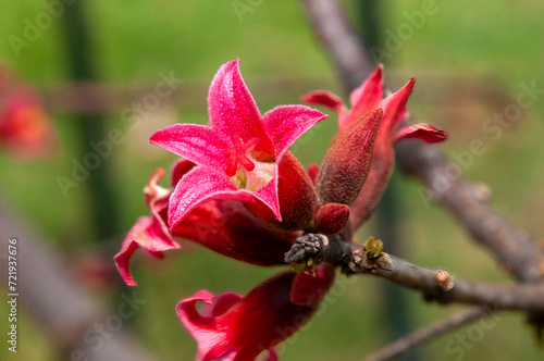 Sydney Australia  pink flowers of a native Brachychiton bidwillii hook or little kurrajong