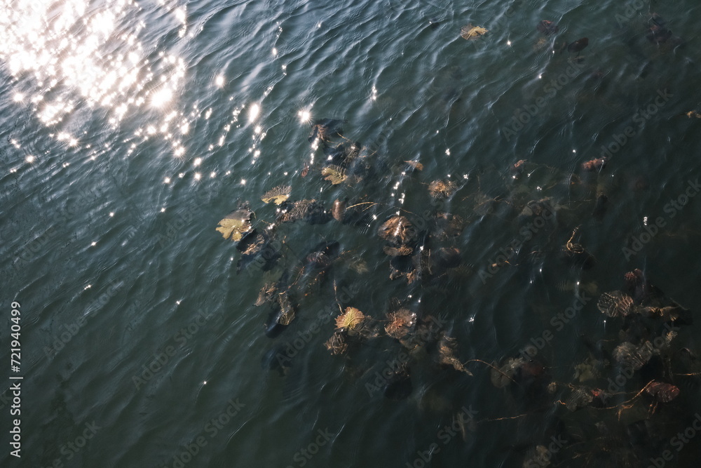 sun glittered on the surface of the water sun glittered on the surface of the water