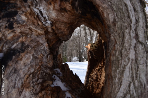 view of the winter forest through a hole in a tree trunk
