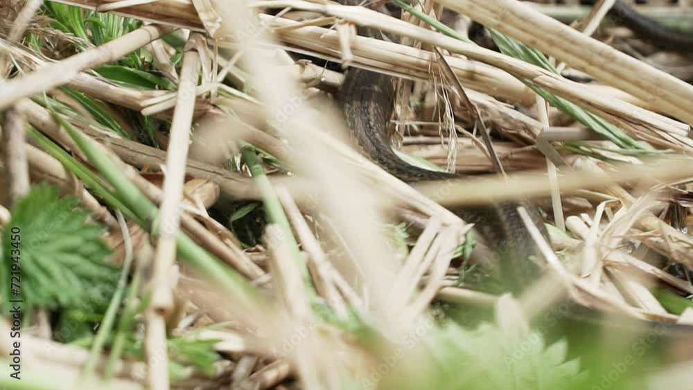 Close up view of crawling grass snake under dry broken reeds Close up view of crawling grass snake under dry broken reeds