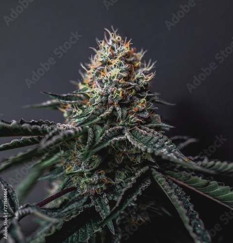 Beautiful cannabis big bud on the dark grey background