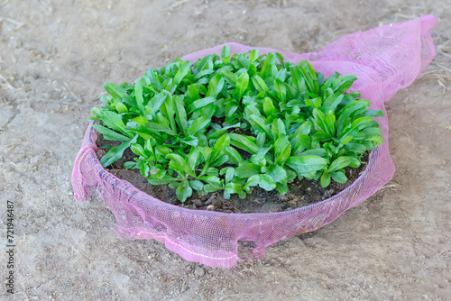 Eryngium foetidum leaves in a pot made form net in Thailand
