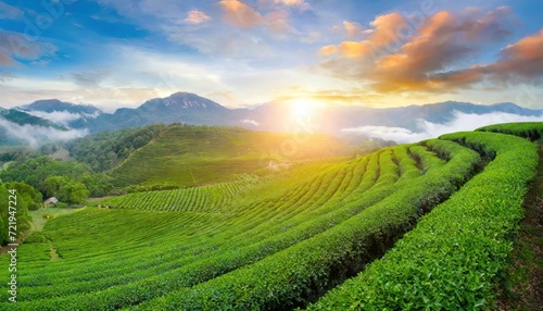 Green tea plantation at sunrise time  nature background. yangzhou jade dragon snow mountains