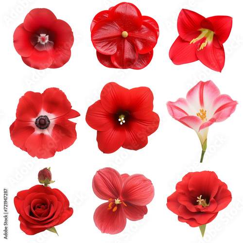 Selection of beautiful various red flowers isolated on transparent background