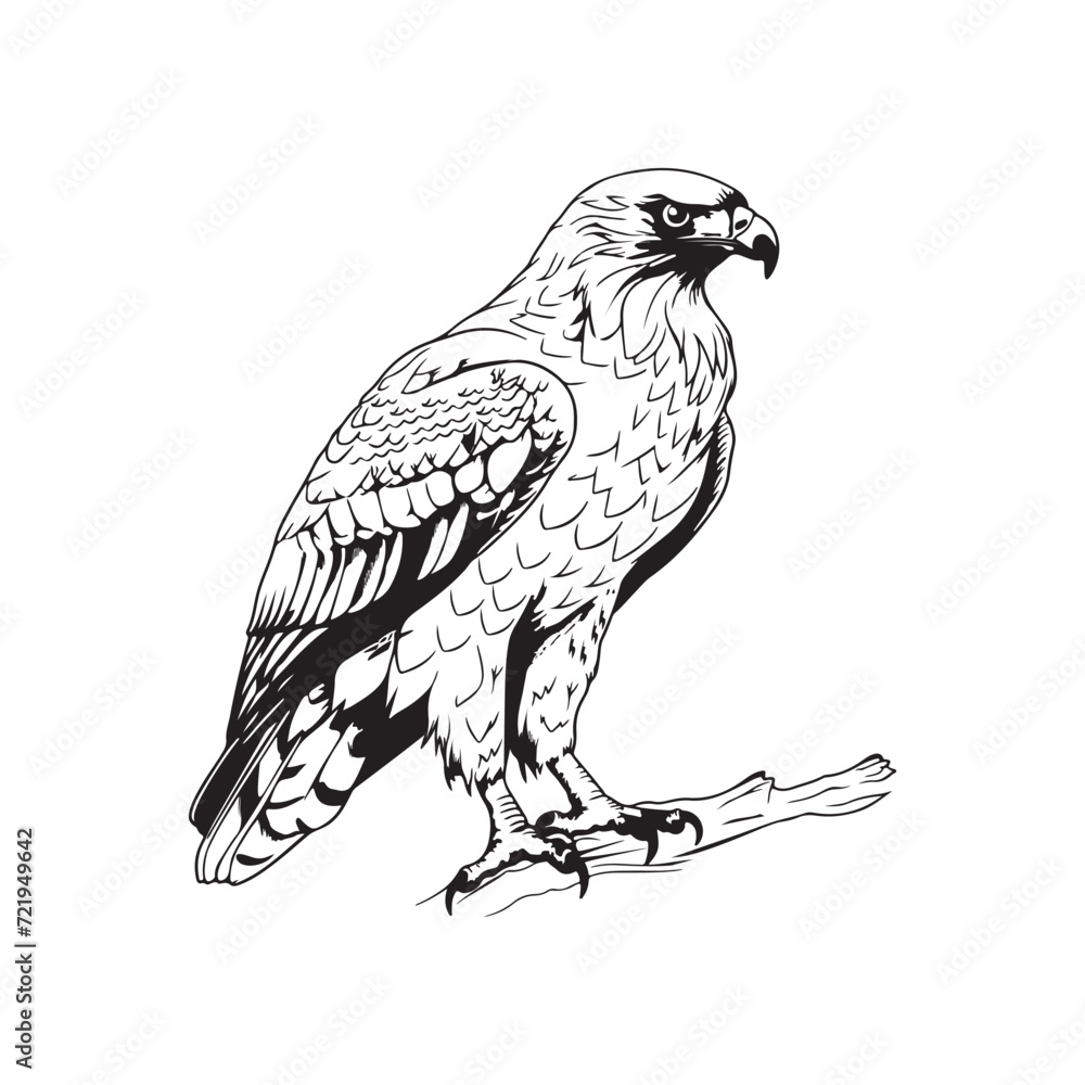 Naklejka premium Eagle Vector Images