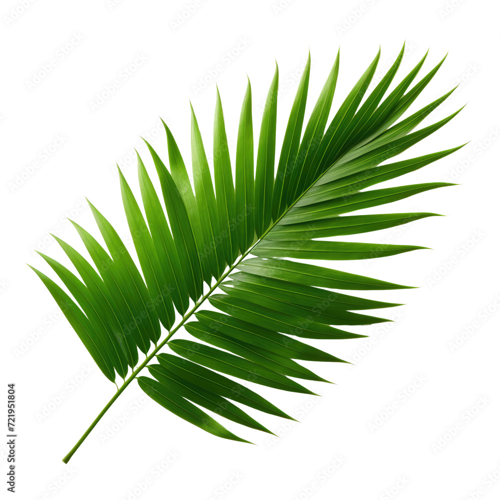 Fototapeta premium tropical green palm leaf on transparent background