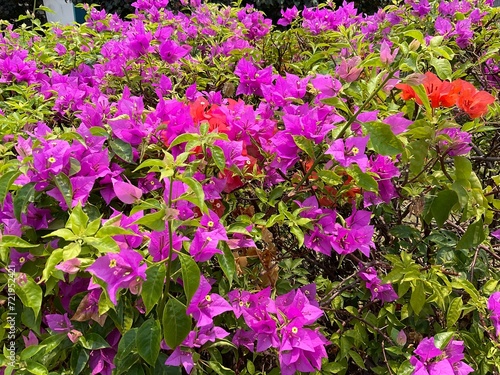 Pink bougenville flower with nature on blurred background. Refreshing spring background. Fresh nature blurry background.