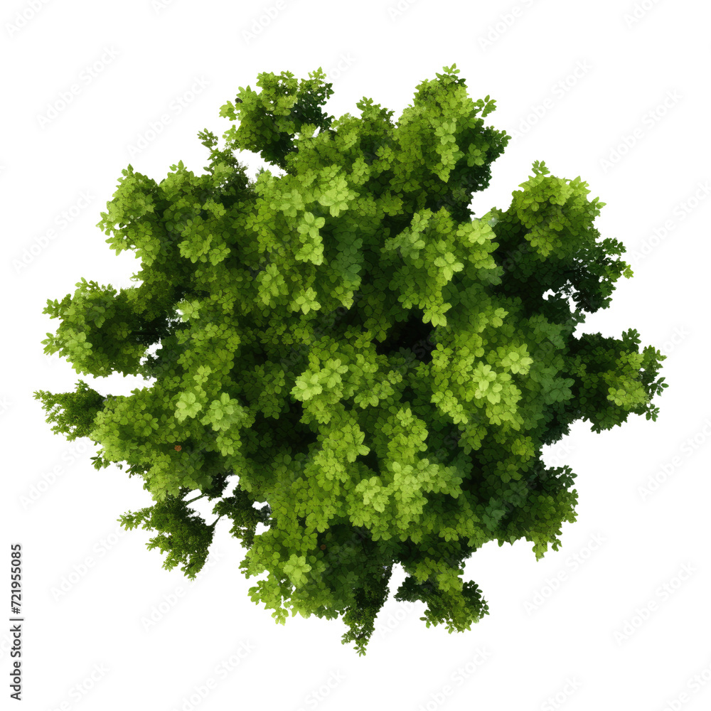 Obraz premium Top view Green Trees Isolated on transparent background