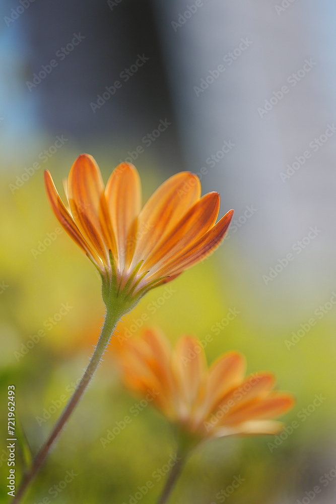 Fototapeta premium 二輪咲きのオステオスペルマム・エクロニス