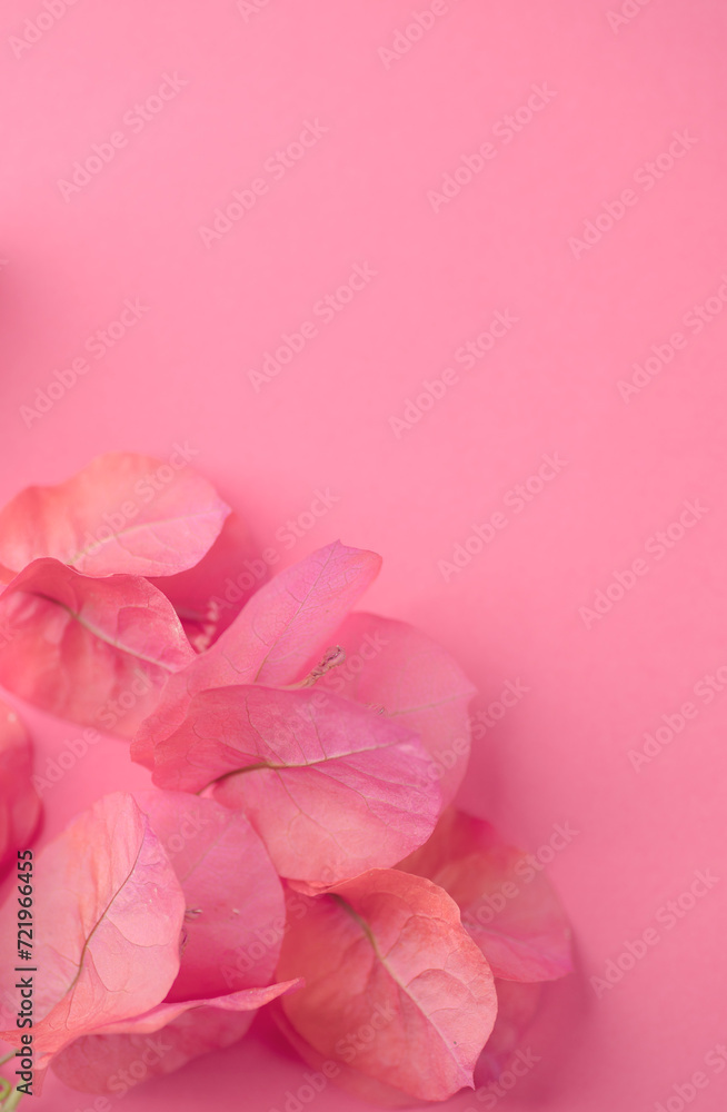 Bougainvillea pink flowers background, border design. Beautiful nature spring backdrop with blooming fresh mediterranean Bougainvillea with copy space. Top view. Vertical image