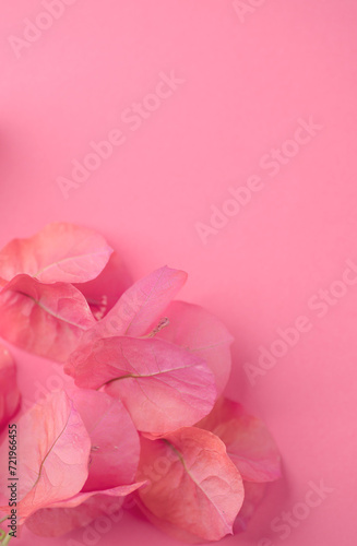 Bougainvillea pink flowers background, border design. Beautiful nature spring backdrop with blooming fresh mediterranean Bougainvillea with copy space. Top view. Vertical image
