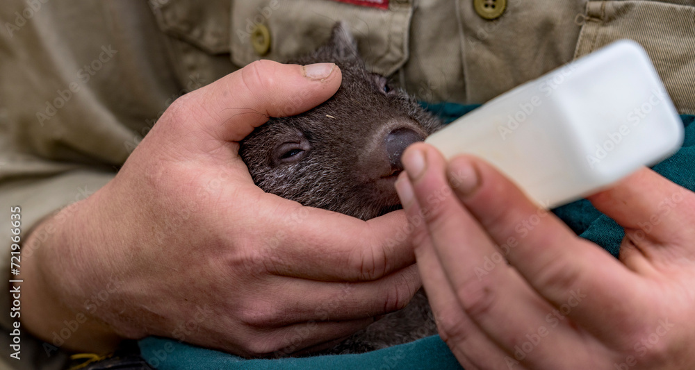 Bqby orphan wombat is fed by a volunteer in Tasmania, Australia.